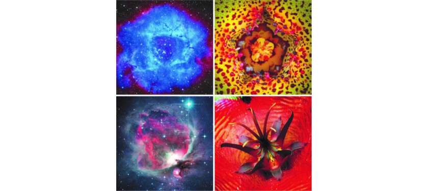 Universal Natural Shapes