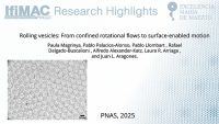 Rolling vesicles: From confined rotational flows to surface-enabled motion